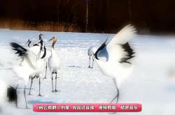 ▲ MV - 极品试音碟《闲云孤鹤》刘星-中阮大师！